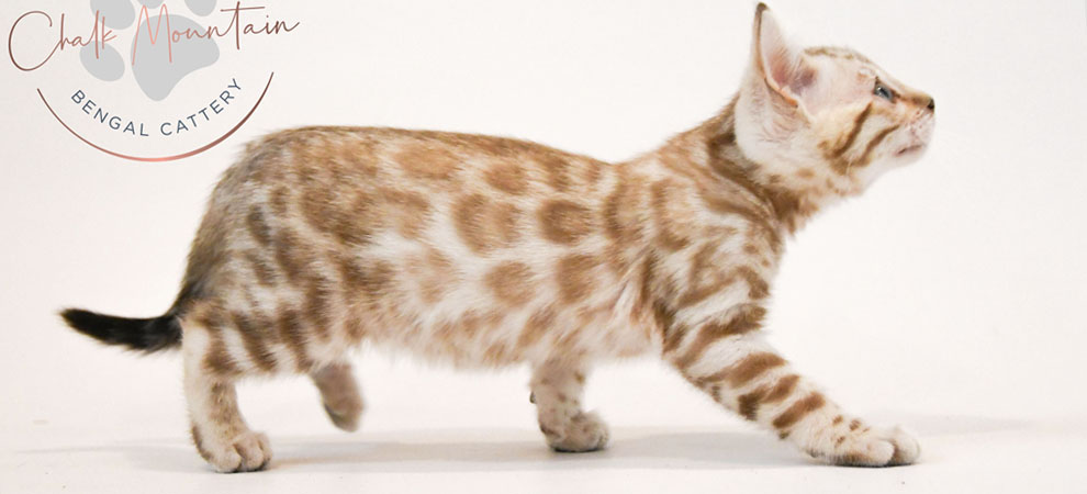 Bengal kitten for sale